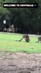 Kangaroo diaries only in Australia 🇦🇺