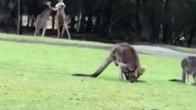 Kangaroo diaries only in Australia 🇦🇺