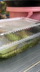 Checking succulents in water