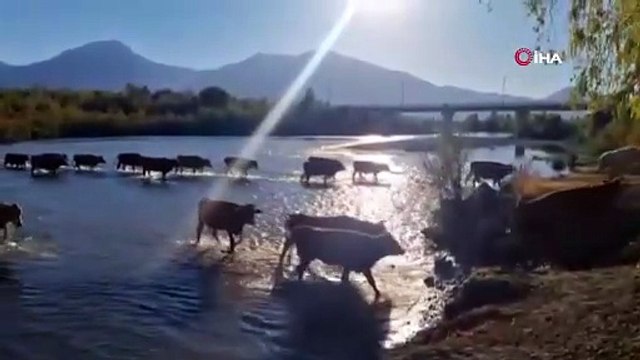 Fırat’ın can damarı Karasu Nehri kuruyor! Tehlike büyüyor
