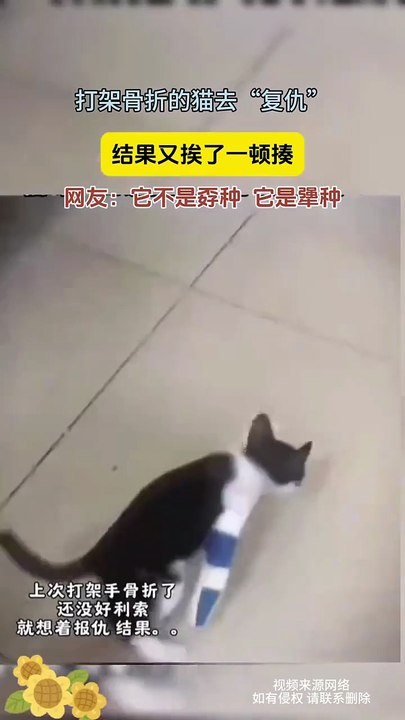 Cute cat seeks revenge after fracture