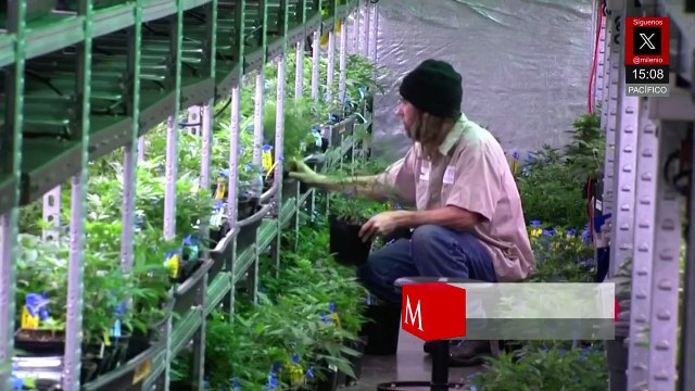 Compuesto de cannabis reduce dolor crónico sin adicción en ensayo clínico con 820 pacientes