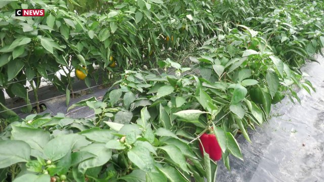 Vendée : une école pour maraîchers bio ouvre ses portes