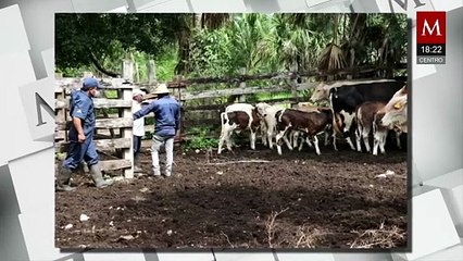 En Yucatán, confirmaron 71 nuevos casos de gusano barrenador, distribuidos en 25 municipios