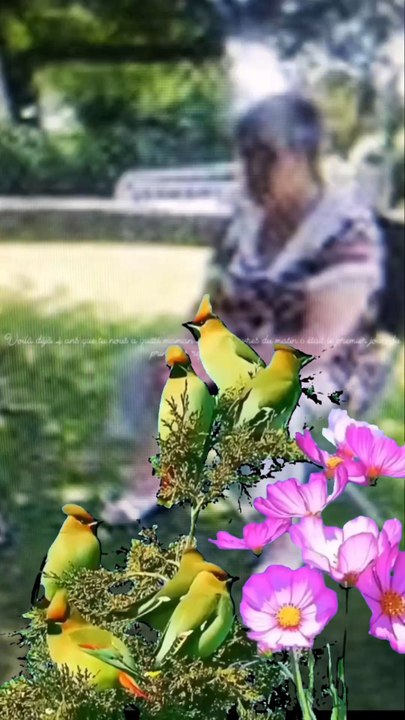 maman rip