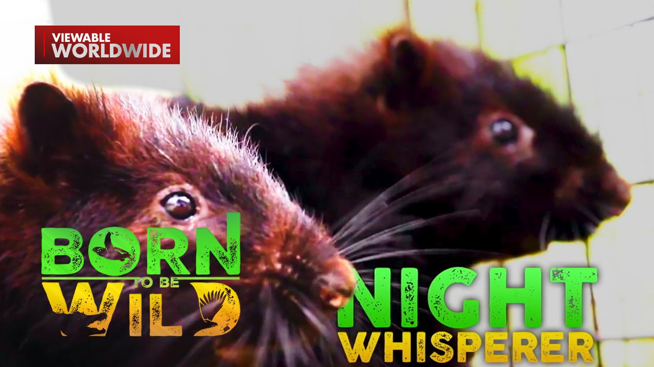 Kakaibang nilalang, nakatira sa kisame ng isang bahay sa Cavite?! | Born to Be Wild