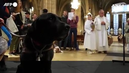 Francia, una chiesa celebra una cerimonia di benedizione per gli animali domestici
