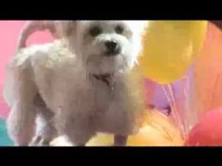 Groomer Has It - Episodic 107