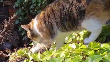 Good Morning From The Garden Queen! #shorts #Goodmorning #cat #funnycats #funny #viralcats #cute #fyp