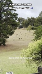 Kangaroo diaries only in Australia 🇦🇺