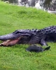 Imagine running for your life and this is the fastest you can go