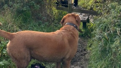 Man trying to free himself from mud ends up covered in it after a hilarious fall