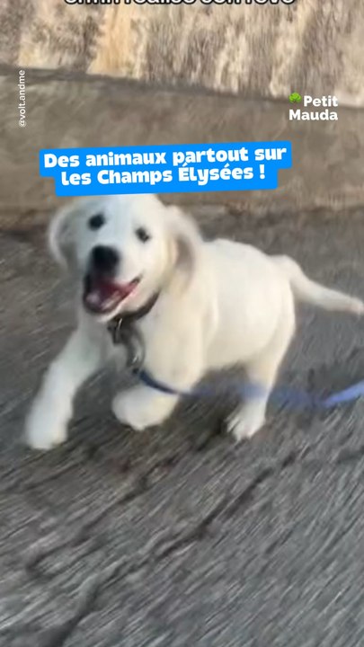 Des animaux sur les champs Elyssée ! 🎁 Tous nos bons plans en bio ! ❤️‍🔥👉🏻 Abonne-toi pour découvrir d’autres festivals et événements cool à Paris !