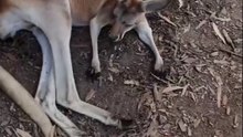 Kangaroo diaries only in Australia 🇦🇺