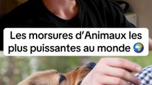 Les pays dangereux en cas de 3eme guerre mondiale ⚠️ #classement #quiz #animaux #morsure