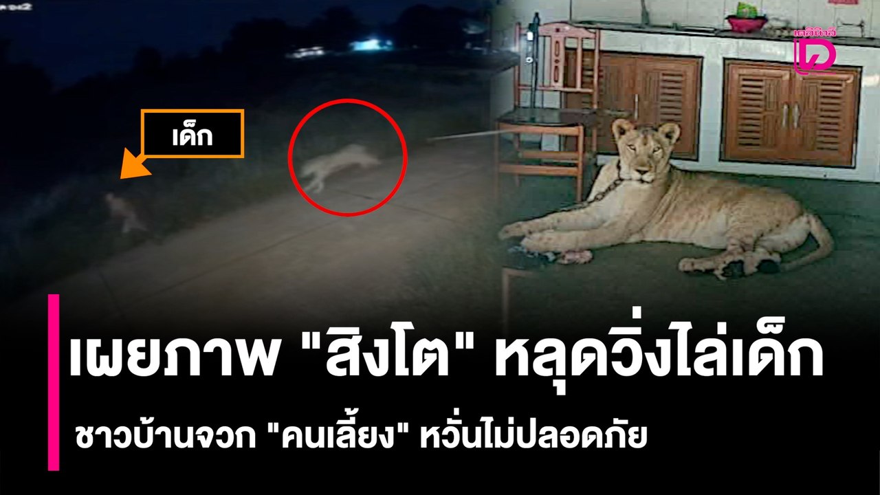 เผยภาพ "สิงโต" หลุดวิ่งไล่กลุ่มเด็ก ชาวบ้านจวก "คนเลี้ยง"  หวั่นไม่ปลอดภัย