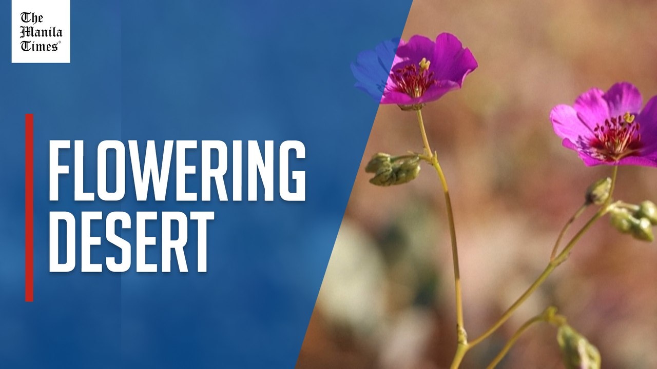 Chile's Atacama Desert fills with flowers in spring