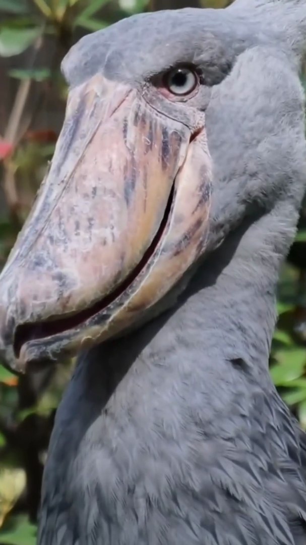 ⁣3 scary birds sound you never heard😮 #viral #facts