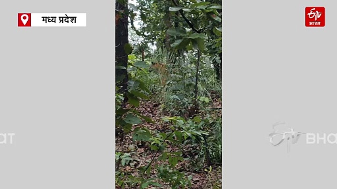 संजय टाइगर रिजर्व में पहली बार दिखी बचईया, जंगल में बाघिन के शावक का गूंजा शाही जलवा