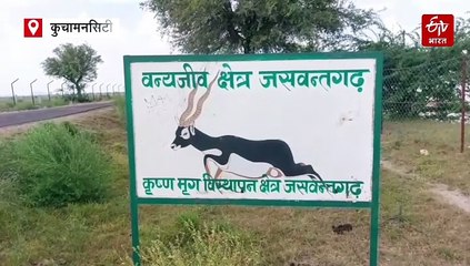 जसवंतगढ़ में कुलांचे भरते दिख रहे 22 काले हिरण, 450 हेक्टेयर में तैयार किया गया मिनी अभ्यारण्य