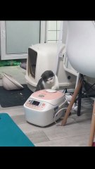 😹 Funny Cat Compilation 2025 – Non Stop Laughter Guaranteed  4