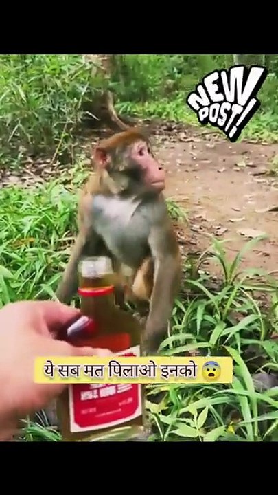 Hasna Mana Hai Comedy Ki Dukaan full funny video's