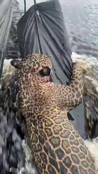 🇧🇷🐆💚 SMILE | Au Brésil, un jaguar blessé a été sauvé après avoir passé plusieurs heures dans une rivière accroché à un débris. Il a pu être tiré d’affaire par les secours et conduit dans une clinique vétérinaire pour être soigné.