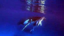 Un plongeur fait la rencontre de sa vie : d'une baleine et son petit