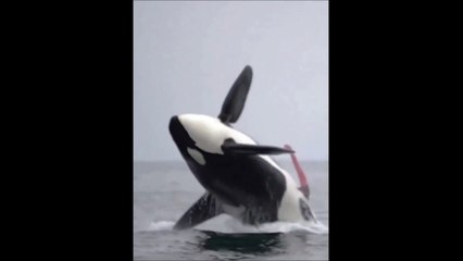Vraiment inattendu pour ces touristes en pleine mer
