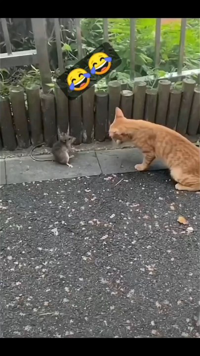 tom and jerry