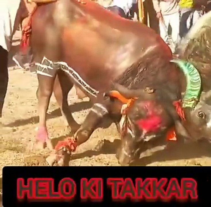 Helo ki takkar