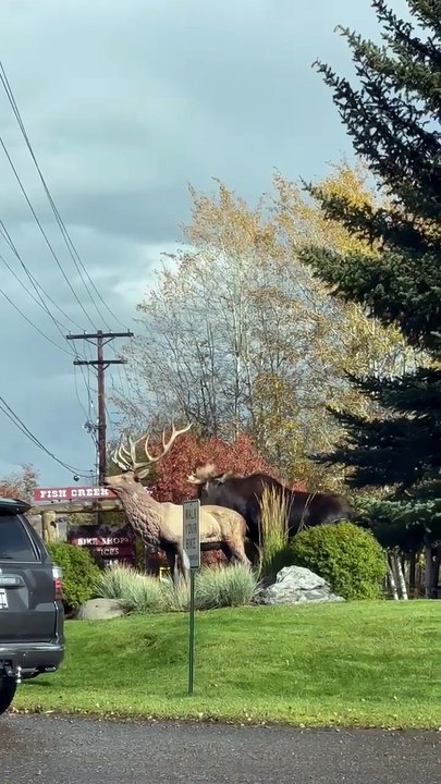 Le wapiti s’amuse avec une statue d’élan à Wilson, WY.