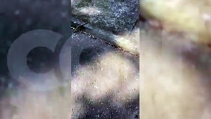 "Não fica moscando aí": internauta registra imagens de Cobra Coral em Cascavel