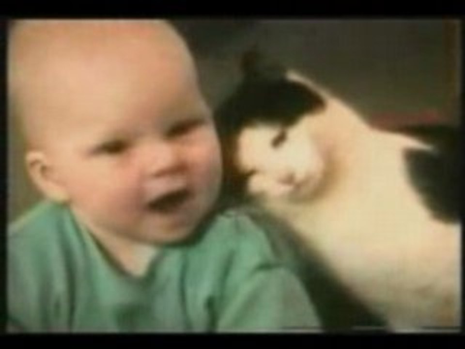 Funny Lovely Cats & Kittens Video (no sex porn or porno XXX)