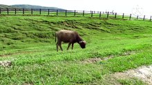 Os animais mais fofos do mundo N•533