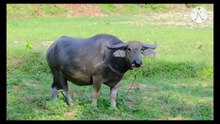 Os animais mais fofos do mundo N•534