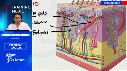 01. CIENCIAS BASICAS- ANATOMÍA - DR. WILLIAM GUZMÁN - SISTEMA TEGUMENTARIO - PIEL