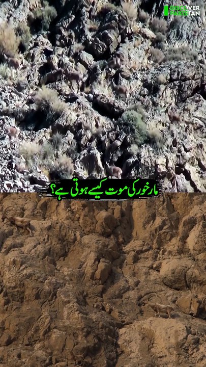 Markhor