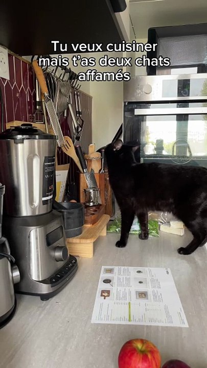 Ils sont affamés 🐈‍⬛