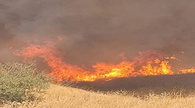 İzmir'de anızda çıkıp ağaçlık alana sıçrayan yangın söndürüldü