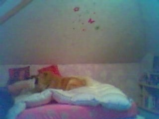 Jackass boy le chien