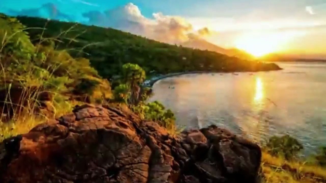 SULAWESI FOREST
