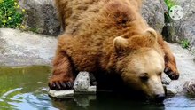 Os animais mais fofos do mundo N•542