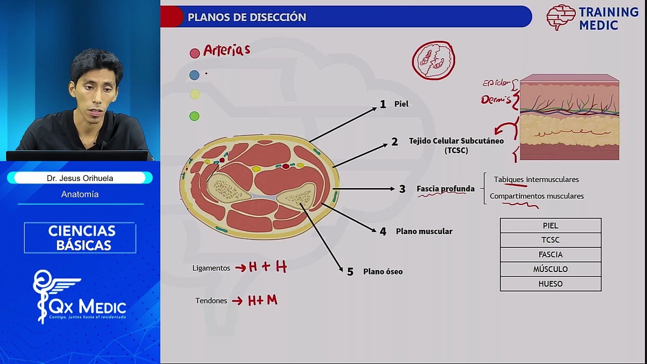 02. CIENCIAS BASICAS - ANATOMÍA - DR. JESÚS ORIHUELA - PIEL - HUESOS Y ARTICULACIONES - RESUMEN