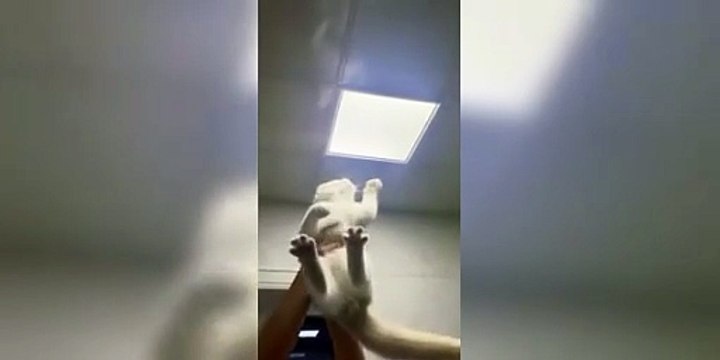 Funny cats