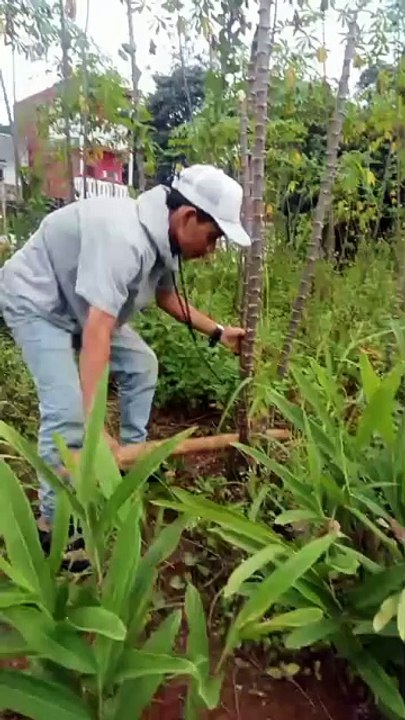 Lagi ngapain