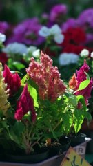 [Hot 2025🔥] I Flash-Married My Best Friend! Full Movie