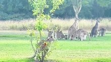 Kangaroo diaries only in Australia
