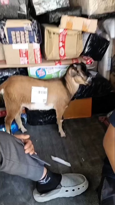 Moment ketika kambing dipaketin