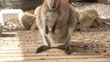 Wallaby in Australia